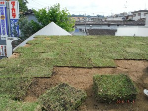 草屋根に挑戦！