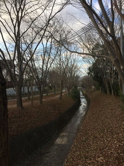 『妙見桜並木』